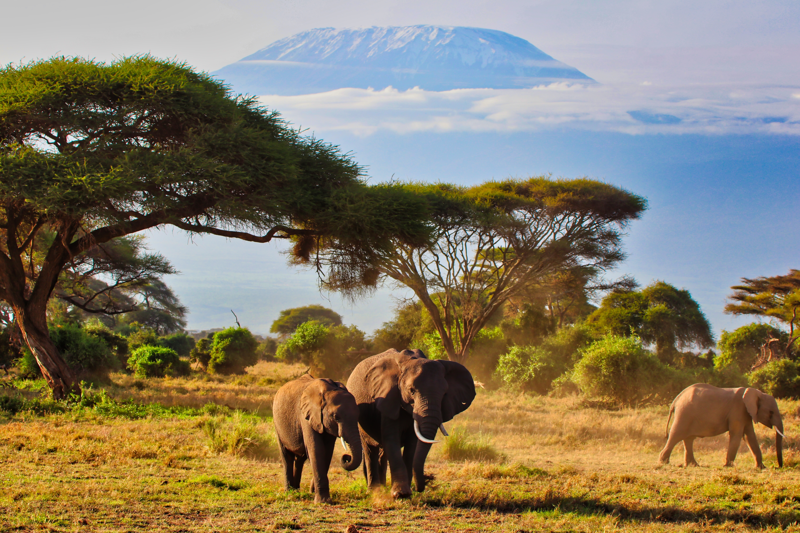 Three elephants in a Kenyan national park
