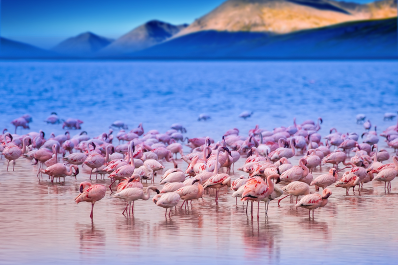 Flamingos in a big lake