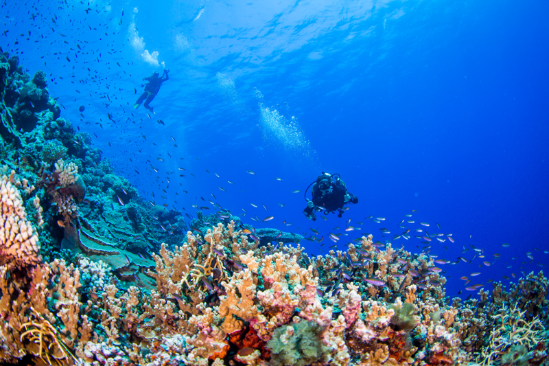 Divers exploring the Great Barrier Reef