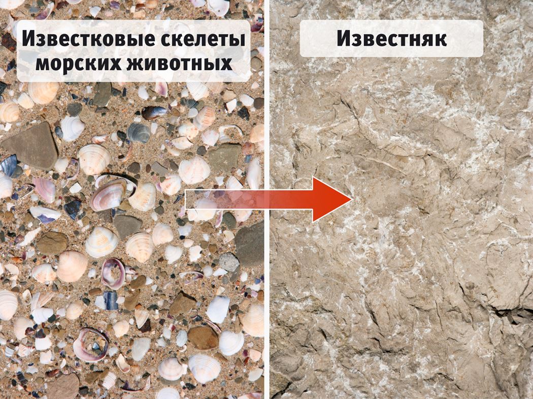 Камень который состоит из раковин морских животных. Камень который состоит из раковин морских животных