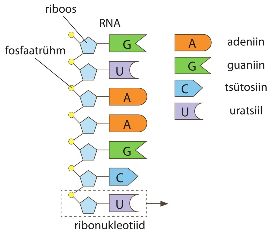 DNA ja RNA on päriliku info kandjad – Opiq