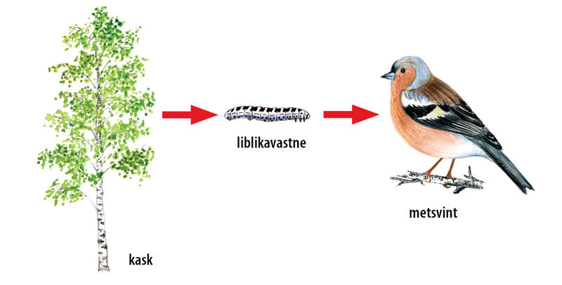 Skeem salumetsa toiduahelast: kask, liblikavastne, metsvint