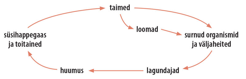 Aineringe skeem. Nooltega ühendatud kirjad: taimed, loomad, surnud organismid ja väljaheited, lagundajad, huumus, süsihappegaas ja toitained