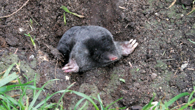Mullas olevast august välja roninud mutt.