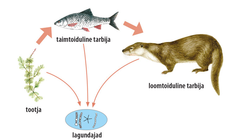 Toiduahela skeem:
tootjaks on vetikas, taimtoiduline tarbija on kala, loomtoiduline tarbija on saarmas. Kõigist neist toituvad lagundajad.