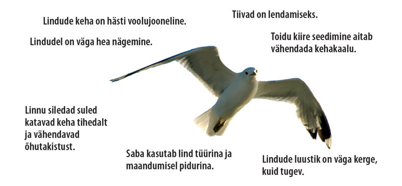 Lendav kajakas ja loetelu lindude kohastumustest lendamiseks.
Lindude keha on hästi voolujooneline.
Tiivad on lendamiseks.
Toidu kiire seedimine aitab vähendada kehakaalu.
Lindudel on väga hea nägemine.
Linnu siledad suled katavad keha tihedalt ja vähendavad õhutakistust.
Saba kasutab lind tüürina ja maandumisel pidurina.
Lindude luustik on väga kerge, kuid tugev.