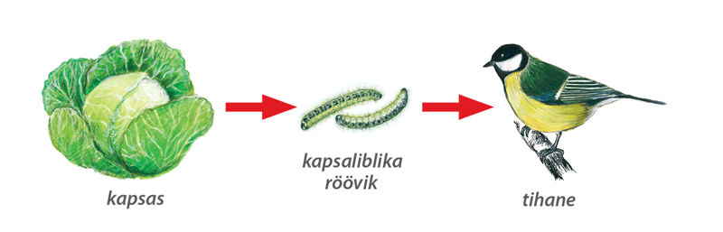 Joonis: nooltega ühendatud kapsas, kapsaliblika röövik, tihane