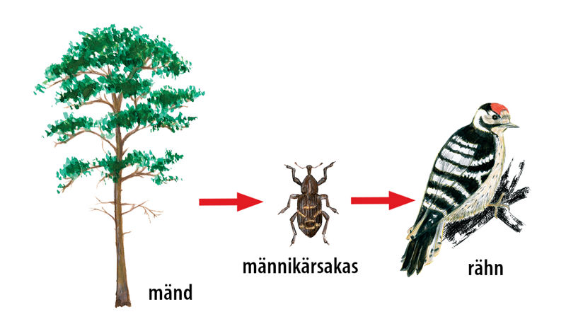 Toiduahela skeem: mänd, männikärsakas, rähn
