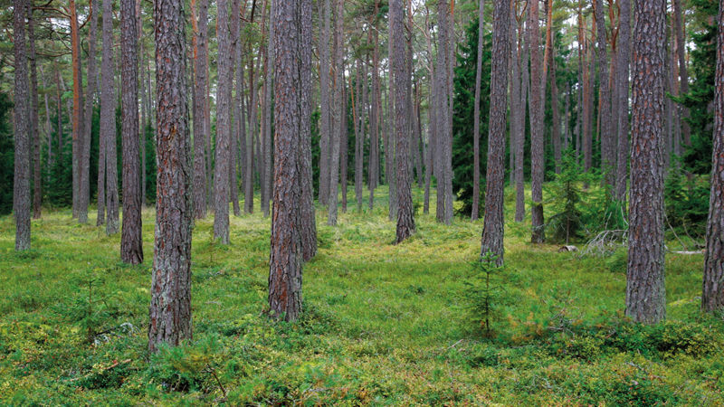Üksikute kuuskedega ja lopsaka alustaimestikuga männimets