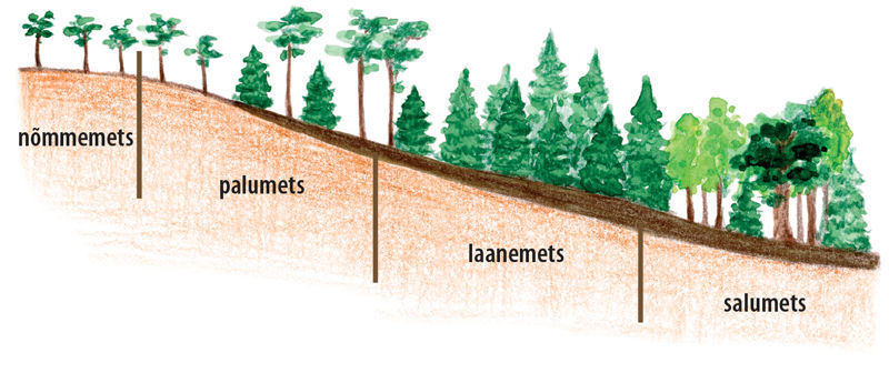 Joonis metsatüüpidest künkanõlval. Kõrgemalt madalamale nõmmemets, palumets, laanemets ja salumets.