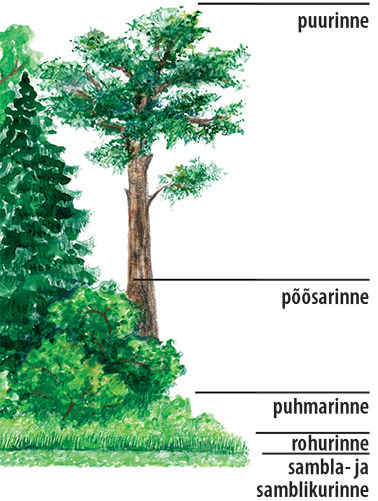 Joonis taimestikurinnetest metsas: puurinne, põõsarinne, puhmarinne, rohurinne, sambla- ja samblikurinne
