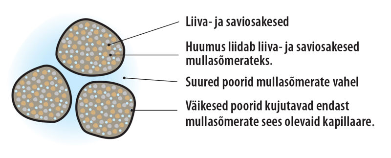 Joonis kolmest mullasõmerast, mis koosneb punakatest liiva- ja saviosakestest, neid liitvast tumedast huumusest. Sinised täpikesed kujutavad mullasõmerates olevaid poore ehk kapillaare. Mullasõmerate vaheline ruum on sinakas, kujutab suuri poore mullasõmerate vahel.