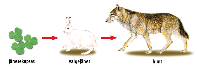 Laanemetsa toiduahela joonis: jänesekapsas, valgejänes, hunt