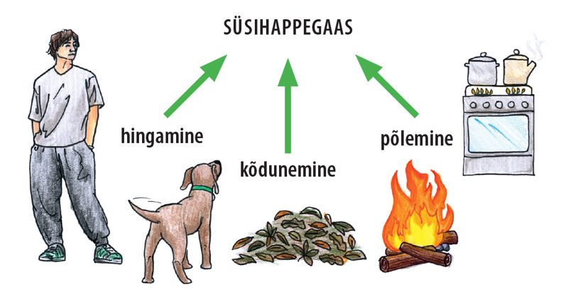 Skeem süsihappegaasi allikatega. Poiss ja koer hingavad. Lehehunnikus toimub kõdunemine. Lõkkes ja gaasipliidis toimub põlemine.