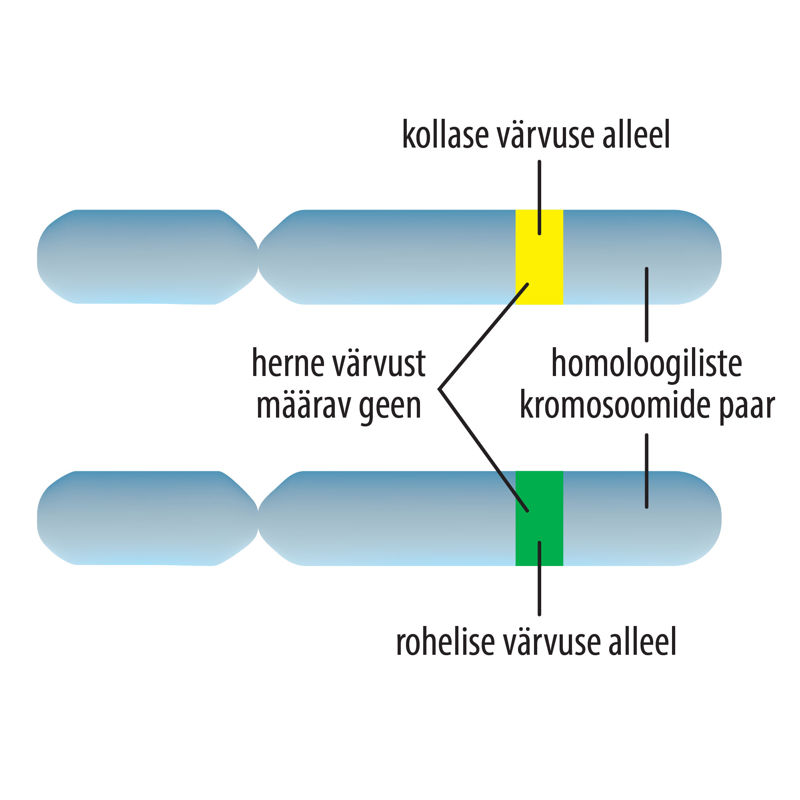 Alleeli joonis.
