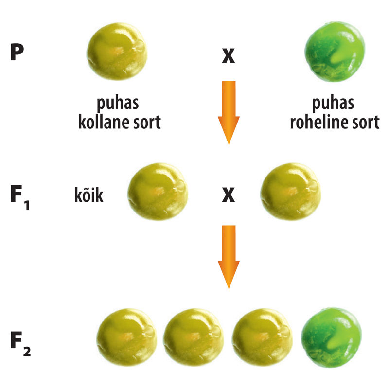 Kollase ja rohelise hernesordi ristamise joonis.