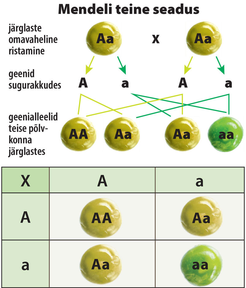 Mendeli teise seaduse joonis.