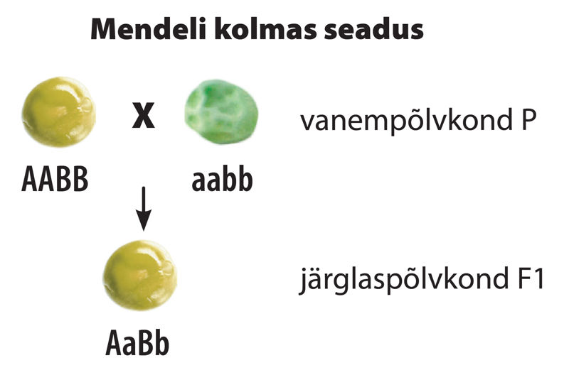 Mendeli kolmanda seaduse joonis.