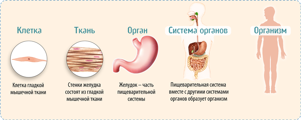 Уровень организации тела. Клетка ткань орган система органов. Схема клетка ткань орган система органов. И органы клетки организм ткани системы организмов. Клетки образуют ткани органы и системы органов.