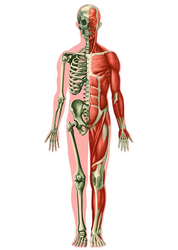 Общее строение тела человека – Opiq