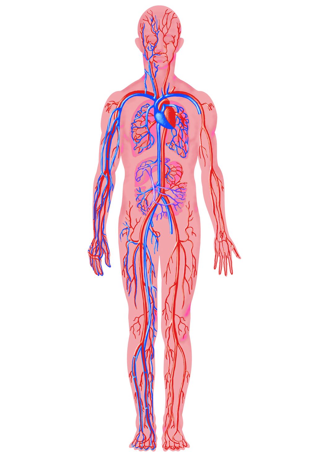 Воды сосуды человека. Кровеносная система организма человека. Кровеносная система человека кровеносная. Циркуляторная система человека анатомия. Кровеносная система человека анатомия.
